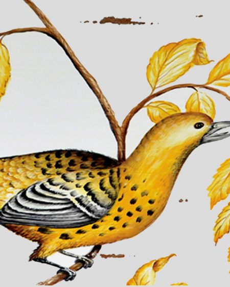 Partridge