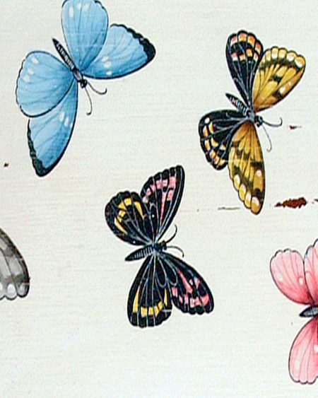 Colorful Butterflies