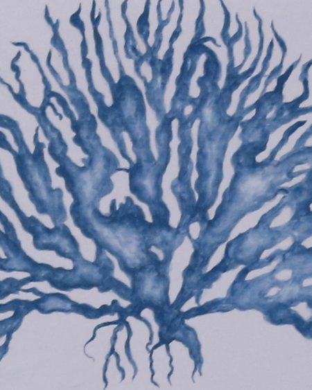 Fan Coral