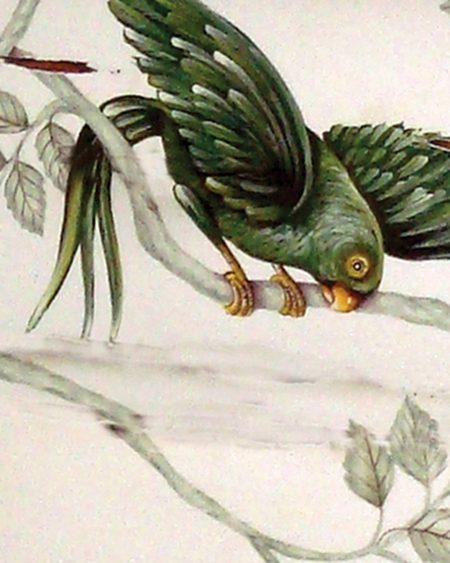 Green Parrot