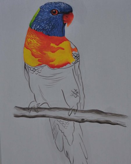 Draw Me Parrot